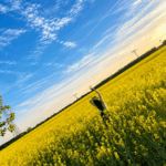 Ich stehe in einem leuchtend gelben Rapsfeld unter blauem Himmel und genieße den Moment.